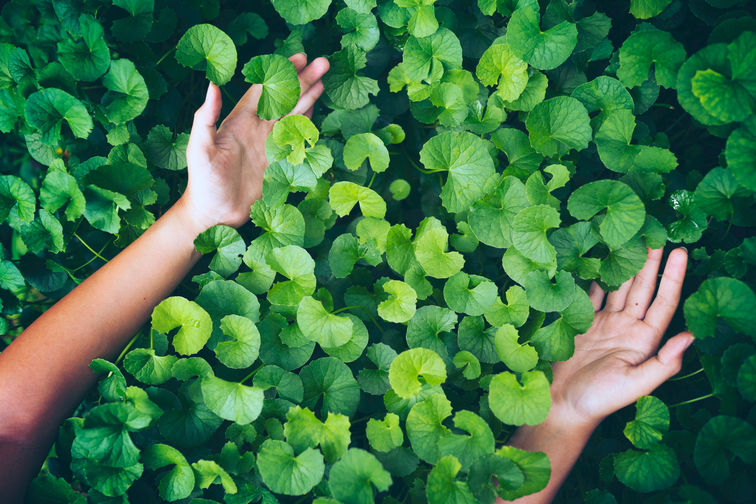 Esosomi vegetali vs animali: cosa cambia in cosmetica